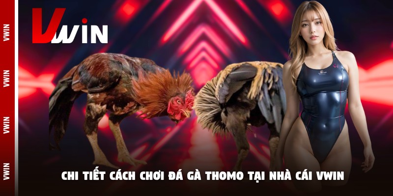 cach choi da ga thomo chi tiet Thông tin cần nắm về cách chơi đá gà Thomo