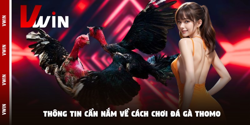 cach choi da ga thomo thong tin Chi tiết cách chơi đá gà Thomo tại nhà cái Vwin