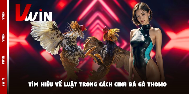 cach choi da ga thomo tim hieu Tìm hiểu về luật trong cách chơi đá gà Thomo