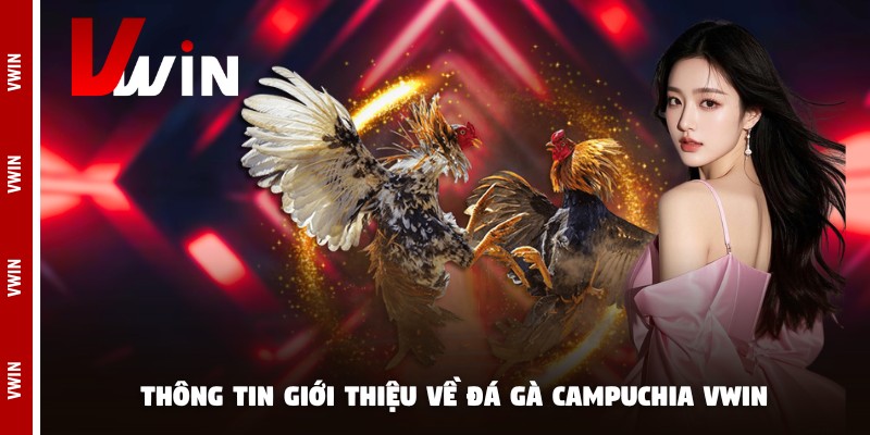 da ga campuchia vwin thong tin Thông tin giới thiệu về đá gà campuchia Vwin