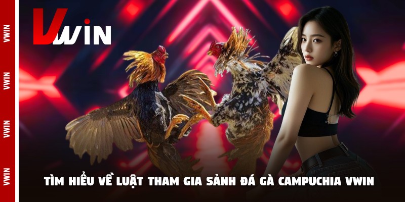 da ga campuchia vwin tim hieu Tìm hiểu về luật tham gia sảnh đá gà campuchia Vwin