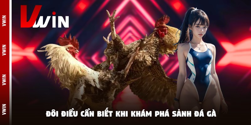 da ga choi doi dieu Đôi điều cần biết khi khám phá sảnh đá kê chọi
