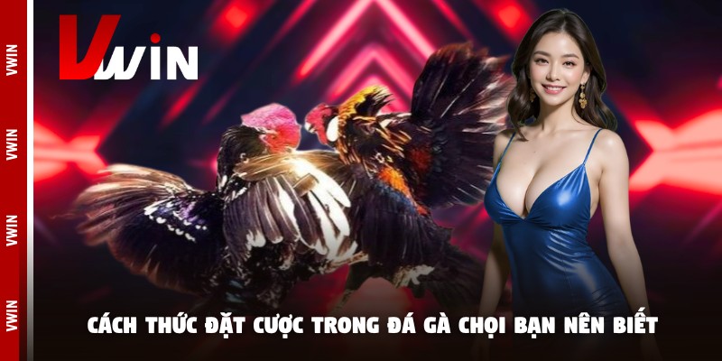 da ga choi luat dat cuoc Cách thức đặt cược trong đá gà chọi bạn nên biết