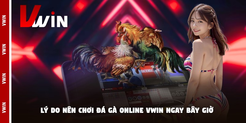 da ga online vwin ly do Lý do nên chơi đá gà online Vwin ngay bây giờ