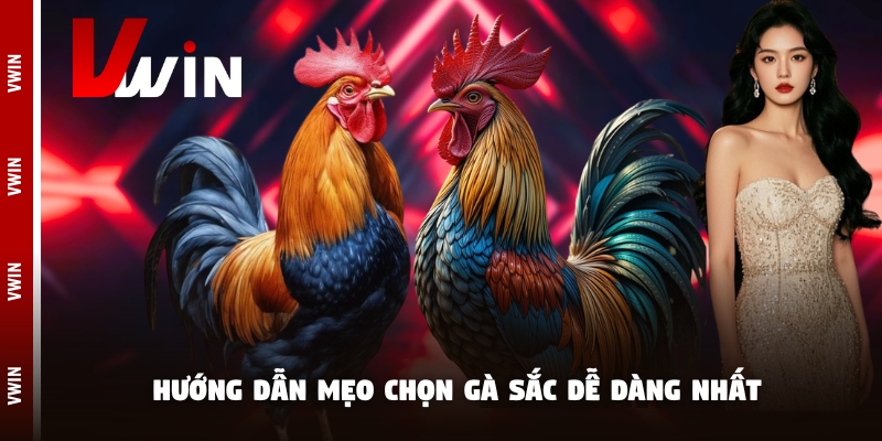 da ga sac huong dan Tìm hiểu thành tích của các chiến kê là điều cần thiết