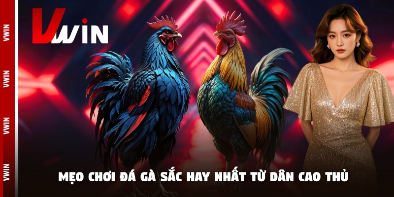 da ga sac meo choi Hướng dẫn mẹo chọn gà sắc dễ dàng nhất