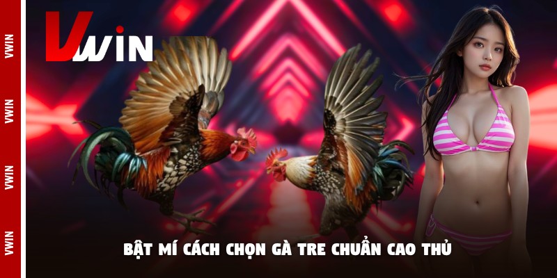 da ga tre vwin bat mi Bật mí cách chọn gà tre chuẩn cao thủ