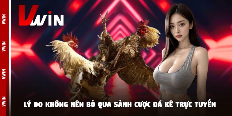 da ga truc tiep ly do Lý do không nên bỏ qua sảnh cược đá kê trực tuyến