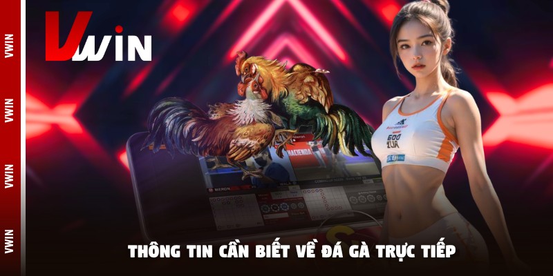 da ga truc tiep thong tin Thông tin cần biết về đá gà trực tiếp