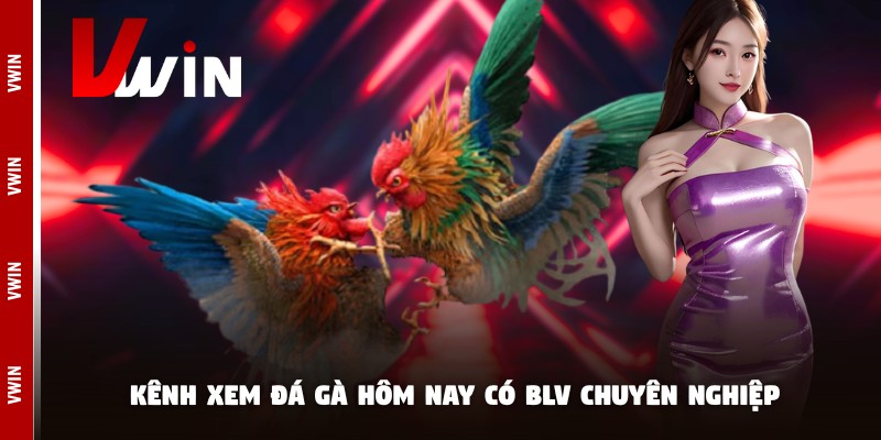 xem da ga hom nay kenh xem Kênh xem đá gà hôm nay có BLV chuyên nghiệp