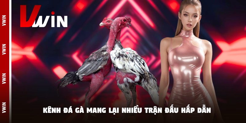 xem da ga hom nay tran dau Ưu điểm khi xem đá gà hôm nay tại nhà cái Vwin